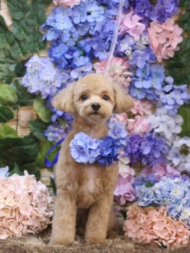 20250617レオくん